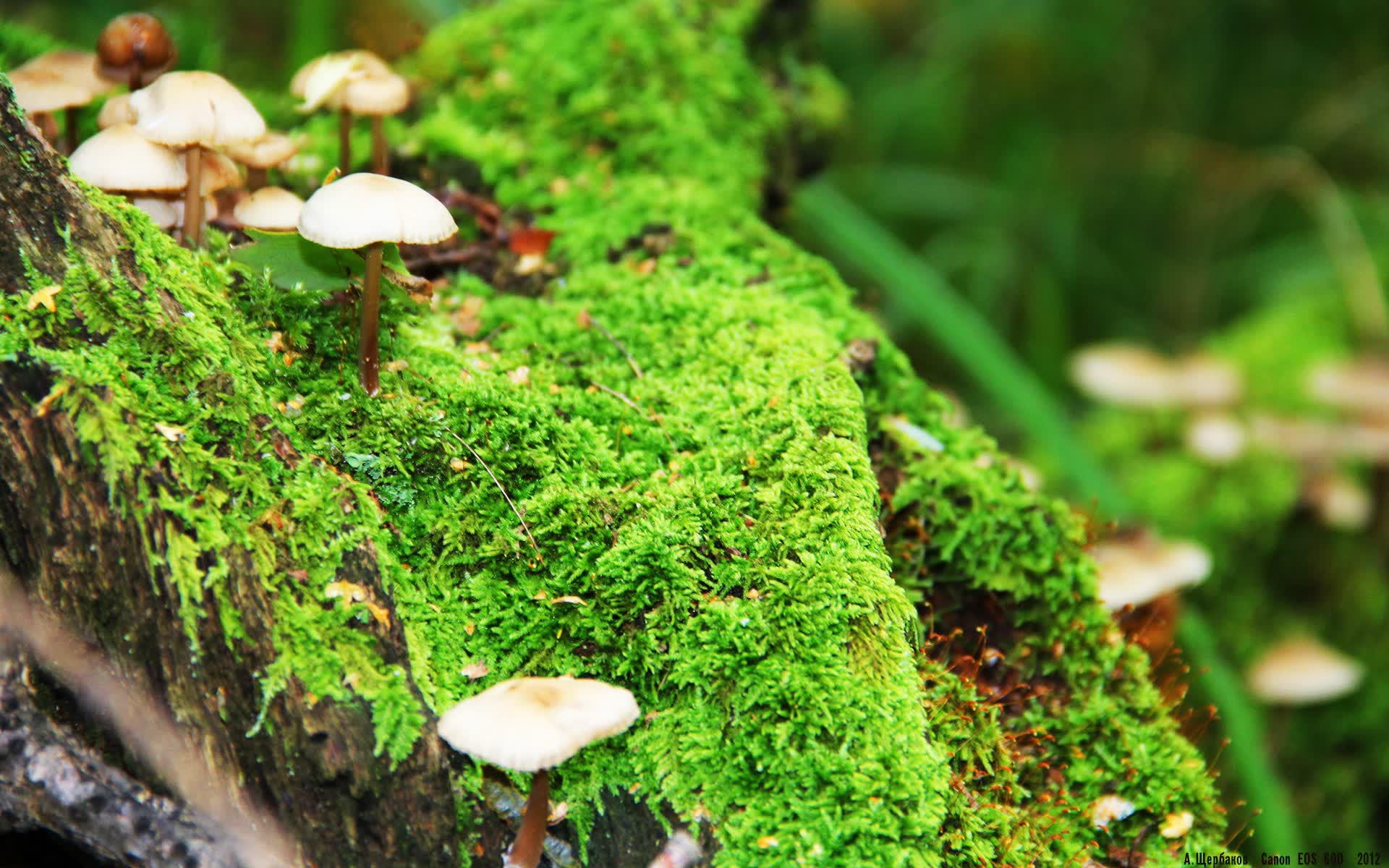 世界短跑科研基金设立:支持青年科研人员研究运动表现,世界短跑锦标赛